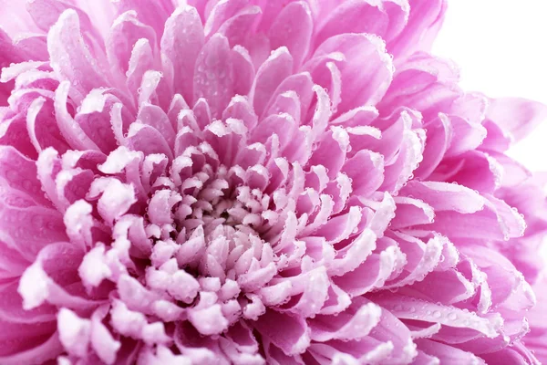 Beau chrysanthème gros plan — Photo