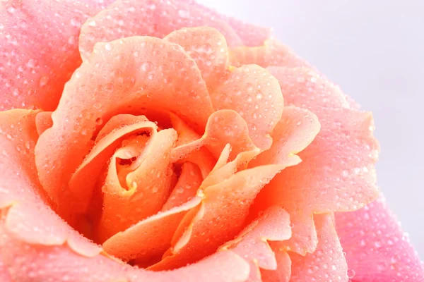 Schöne orangefarbene Rose aus nächster Nähe — Stockfoto