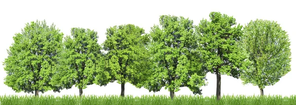 Muchos árboles verdes aislados en el bosque blanco, verde — Foto de Stock