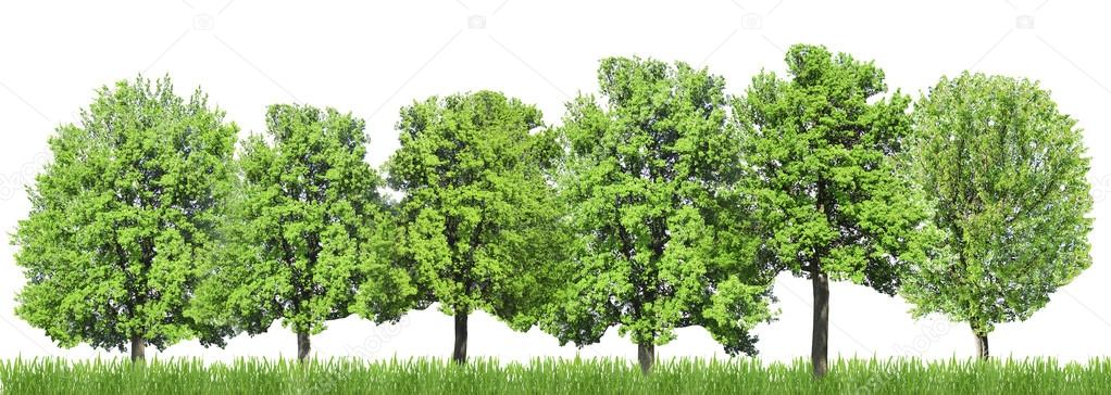 Many green trees isolated on white, Green forest