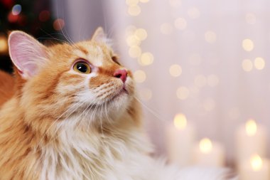 Işıklar arka plan üzerinde kırmızı sevimli kedi