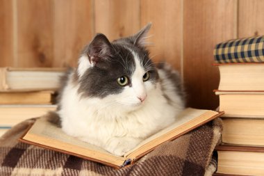 Şirin kedi ekose kitap ile yalan 
