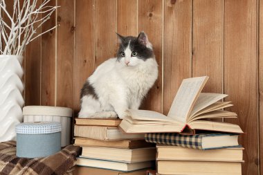 Şirin kedi kitaplar üzerinde oturan