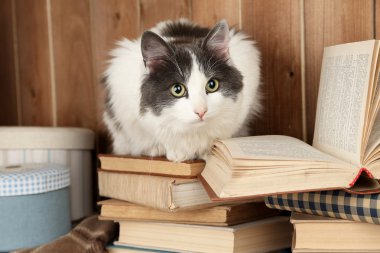 Şirin kedi kitaplar üzerinde oturan