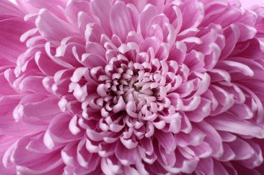 Güzel kasımpatı, yakın plan.