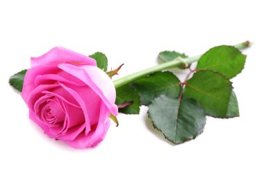 Beyaz üzerine izole edilmiş güzel pembe gül