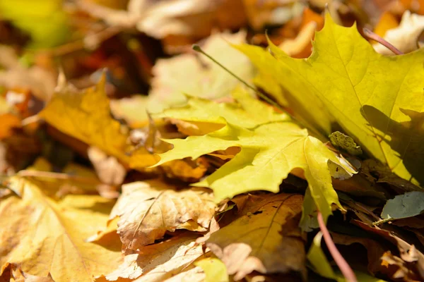 Bella autunno foglie primo piano — Foto Stock