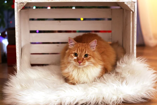 Gato vermelho adorável em caixa em tapete de pele, dentro de casa — Fotografia de Stock