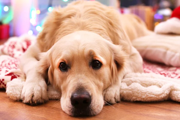 Labrador sdraiato su plaid sul pavimento in legno e sullo sfondo della decorazione natalizia — Foto Stock