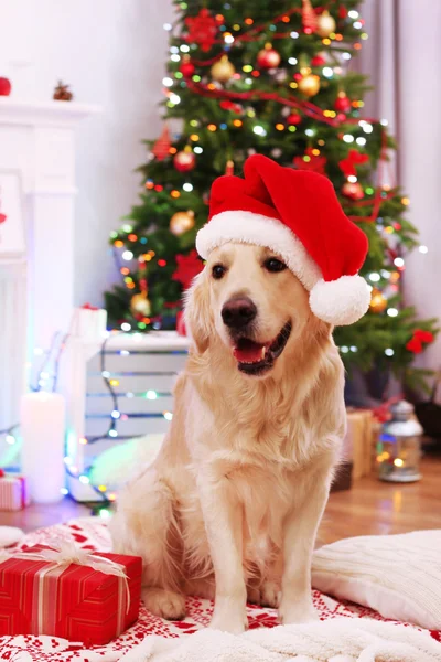 Labrador en chapeau de Père Noël assis sur plaid avec boîte cadeau sur plancher en bois et fond de décoration de Noël — Photo