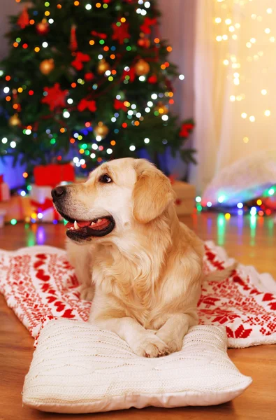 Labrador sdraiato su plaid sul pavimento in legno e sullo sfondo della decorazione natalizia — Foto Stock