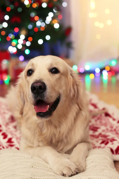 Labrador sdraiato su plaid sul pavimento in legno e sullo sfondo della decorazione natalizia — Foto Stock