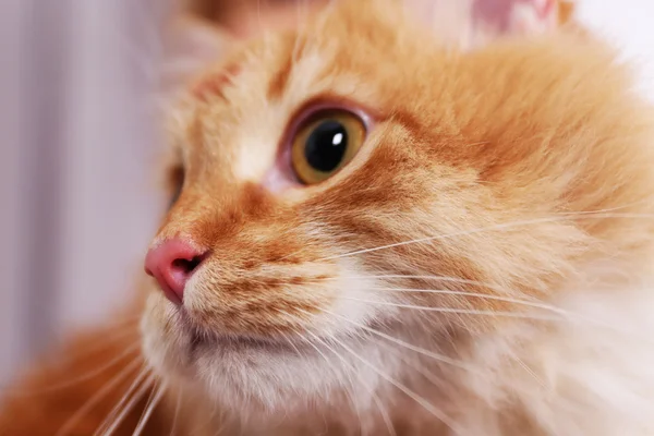 Retrato de gato vermelho adorável, close-up — Fotografia de Stock