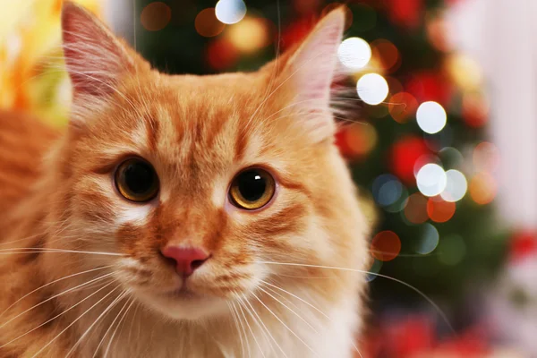 Gato vermelho adorável no fundo da árvore de Natal — Fotografia de Stock
