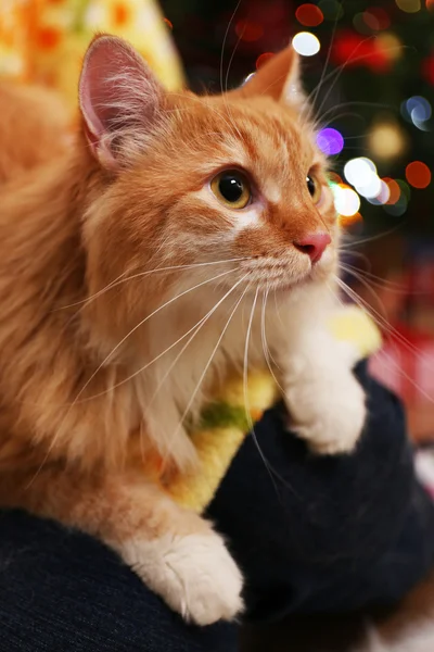 Älskvärda röd katt på julgran bakgrund — Stockfoto