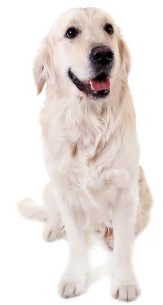 Adorable Labrador assis, isolé sur blanc — Photo