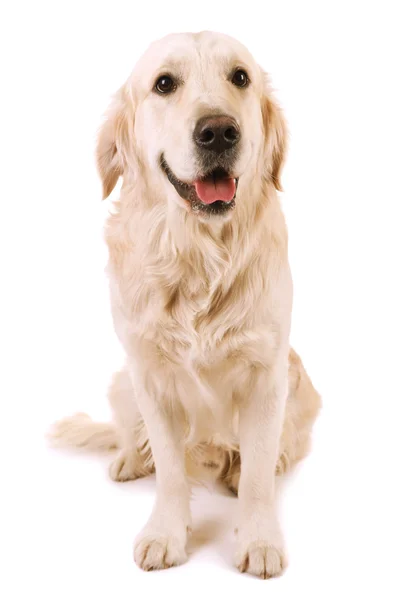 Adorável Labrador sentado, isolado em branco — Fotografia de Stock