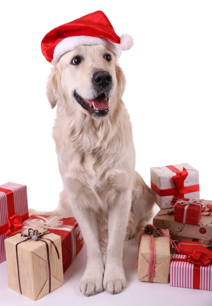 Adorable Labrador in Santa hat sitting with present boxes, isolated on white — Stock Photo, Image