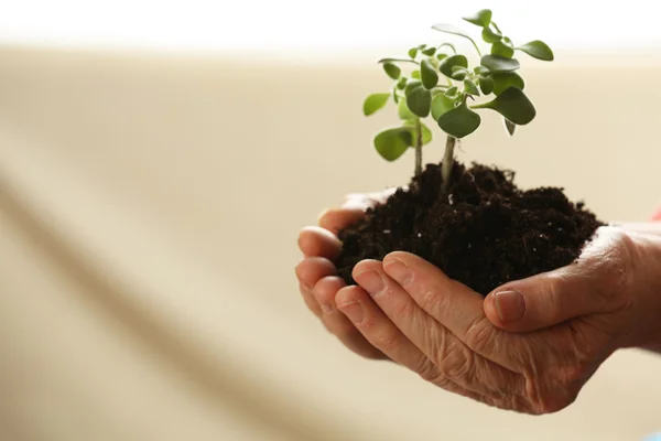 Hands of old woman and young plant on light background — Stock Photo, Image