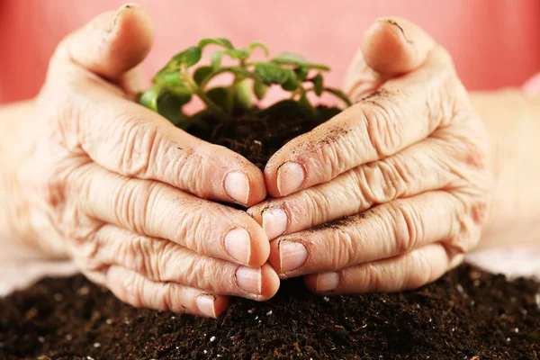 Hands of old woman and young plant, closeup view — Stock Photo, Image