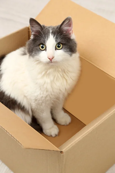 Lindo gato sentado en caja de cartón — Foto de Stock