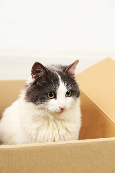 Lindo gato sentado en caja de cartón — Foto de Stock