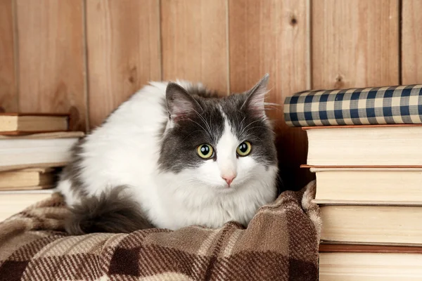 Niedliche Katze liegt auf Plaid mit Büchern — Stockfoto