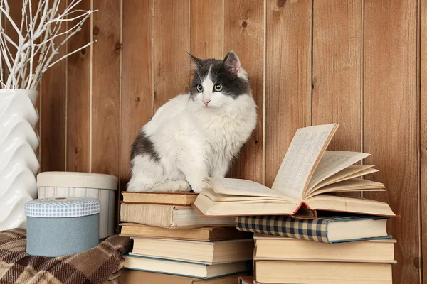 Lindo gato sentado en libros — Foto de Stock