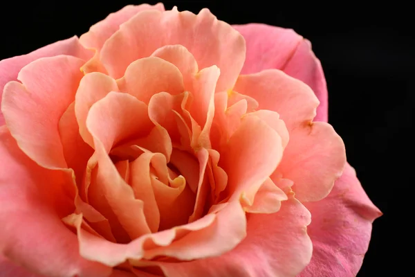 Beautiful orange rose close-up — Stock Photo, Image