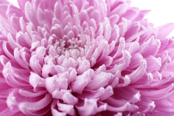 Prachtige chrysant close-up — Stockfoto