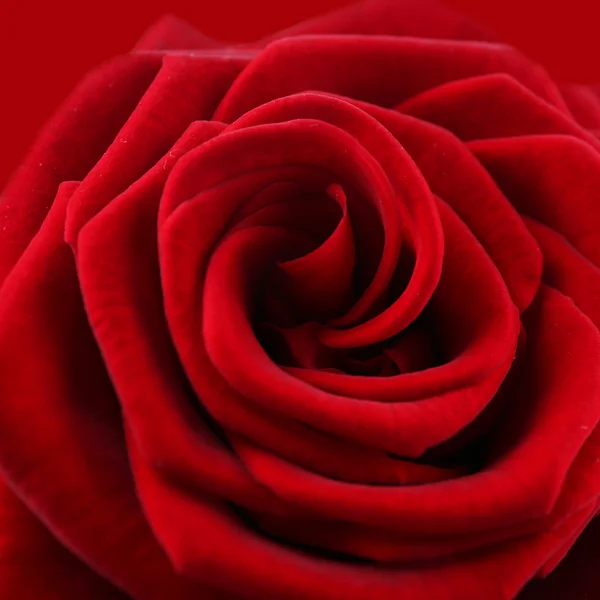 Όμορφο κόκκινο τριαντάφυλλο γκρο πλαν — Φωτογραφία Αρχείου