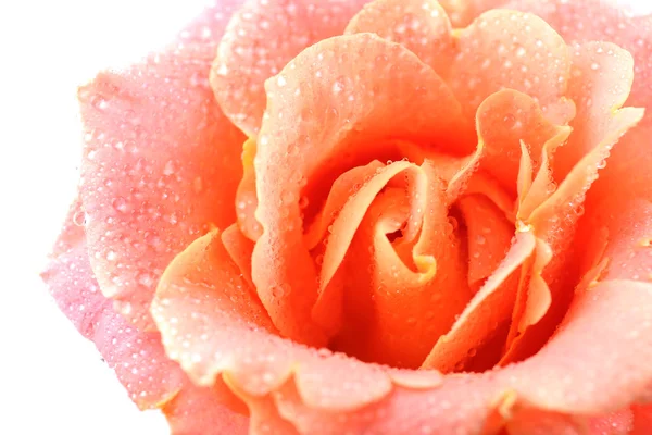 Schöne orangefarbene Rose aus nächster Nähe — Stockfoto