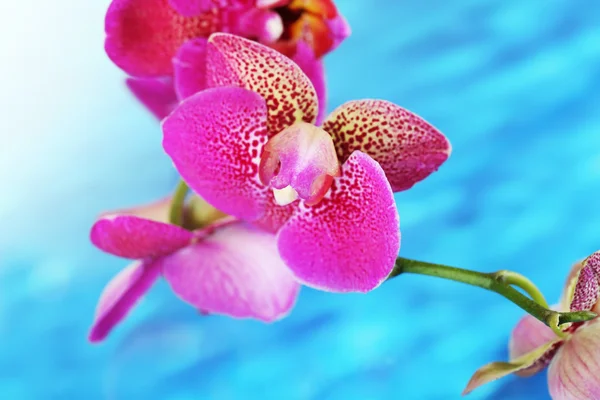 Piękna orchidea na niebieskim tle — Zdjęcie stockowe