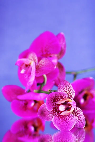Schöne Orchidee auf blauem Hintergrund — Stockfoto