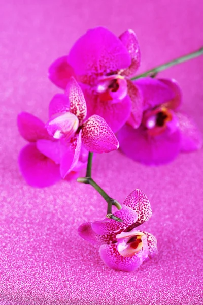 Hermosa orquídea sobre fondo púrpura — Foto de Stock