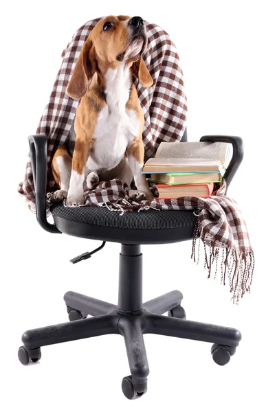 Beagle hund på stol med Pläd isolerad på vit — Stockfoto
