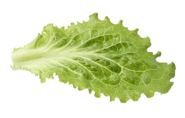 Green lettuce isolated on white — Stock Photo, Image