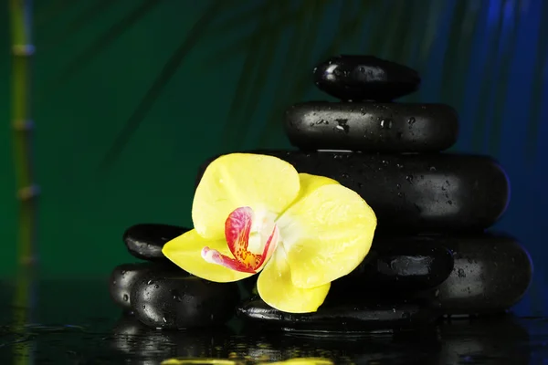 Orchidea virág vízcseppek és apró kövek sötét színes háttérrel — Stock Fotó