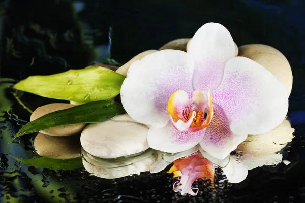 Orchidej květina kapky vody a oblázkové kameny na tmavé barevné pozadí — Stock fotografie