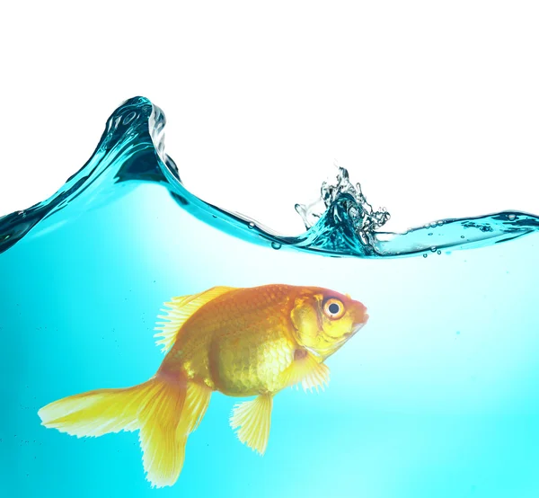 Золотая рыбка в воде — стоковое фото