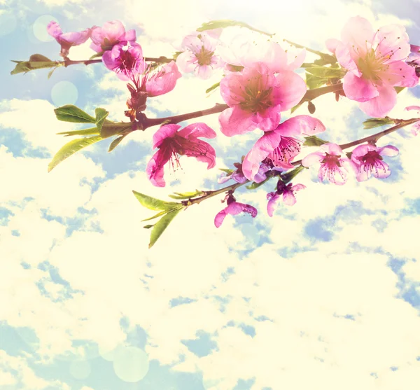 Beautiful pink peach blossom on cloudy sky background — Stock Photo, Image