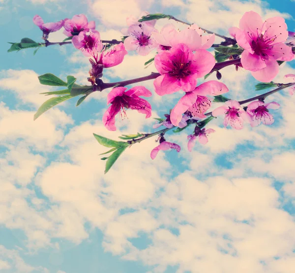 Frumos roz piersici floare pe cer tulbure fundal — Fotografie, imagine de stoc