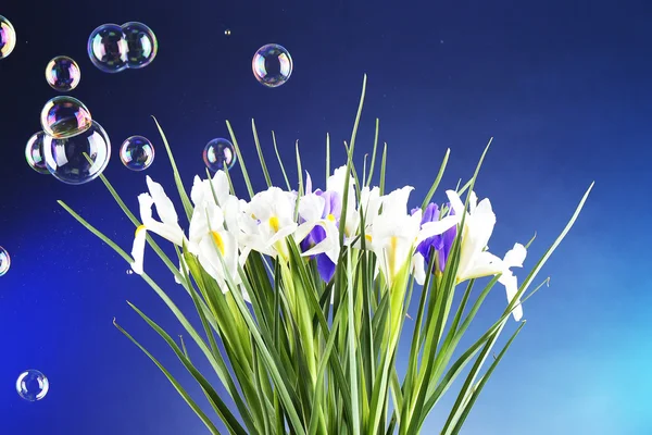 Beautiful irises on dark blue background — Stock Photo, Image