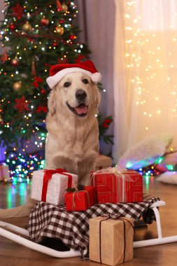 Ahşap zemin ve Noel ağacı arka plan mevcut kutuları ile kızak oturan Santa şapka içinde Labrador