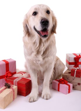 Mevcut kutuları, beyaz izole oturma sevimli Labrador