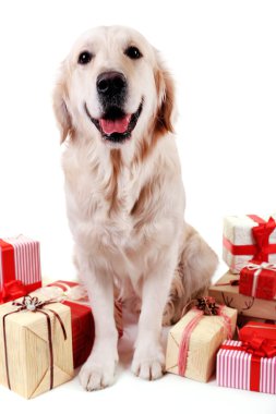 Mevcut kutuları, beyaz izole oturma sevimli Labrador