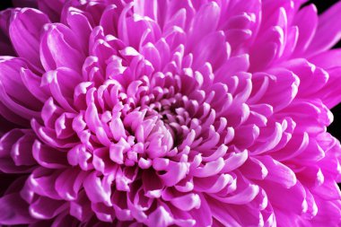 Güzel kasımpatı, yakın plan.