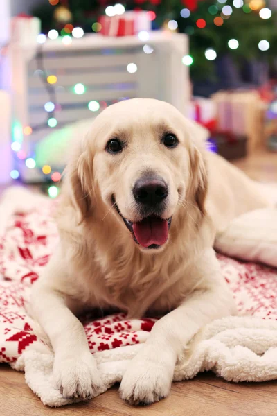 Labrador lying on plaid on wooden floor and Christmas decoration background — Stock Photo, Image