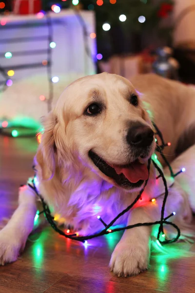 Labrador lying with garland on wooden floor and Christmas decoration background — Stock Photo, Image