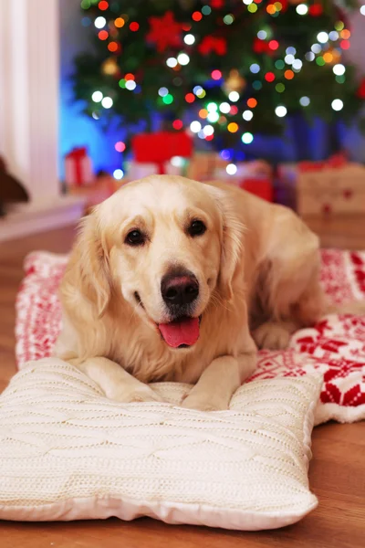 Labrador acostado a cuadros sobre suelo de madera y fondo de decoración navideña —  Fotos de Stock